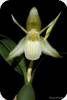 Coelogyne fimbriata alba